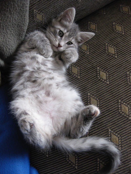 I have a very soft and fluffy tummy!