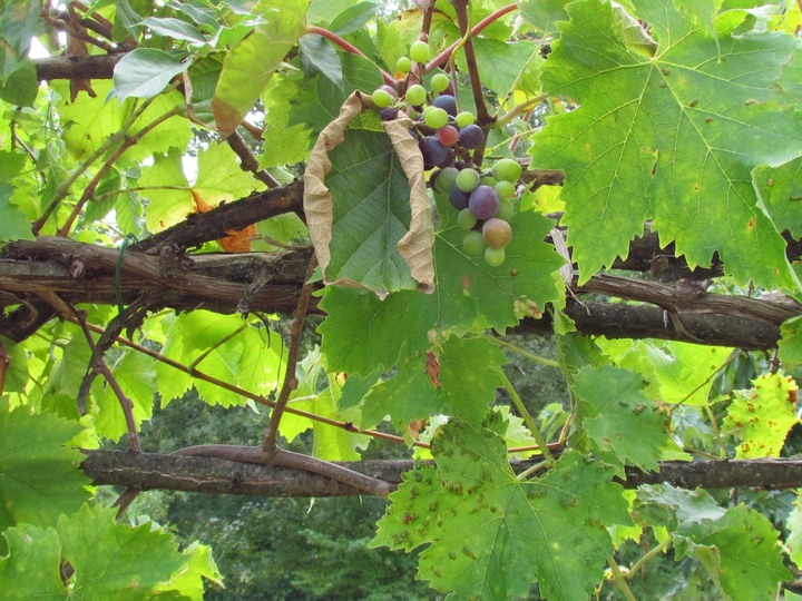 Rijpende druiven