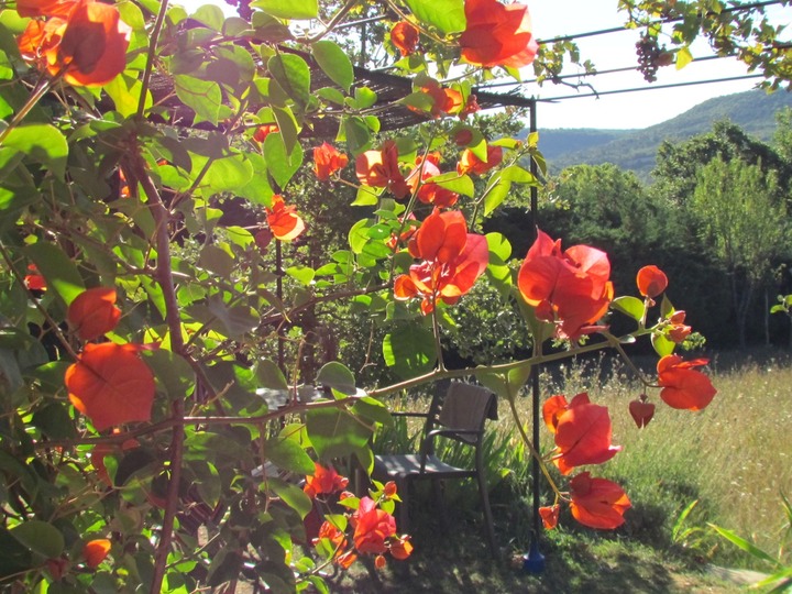 Bougainville small